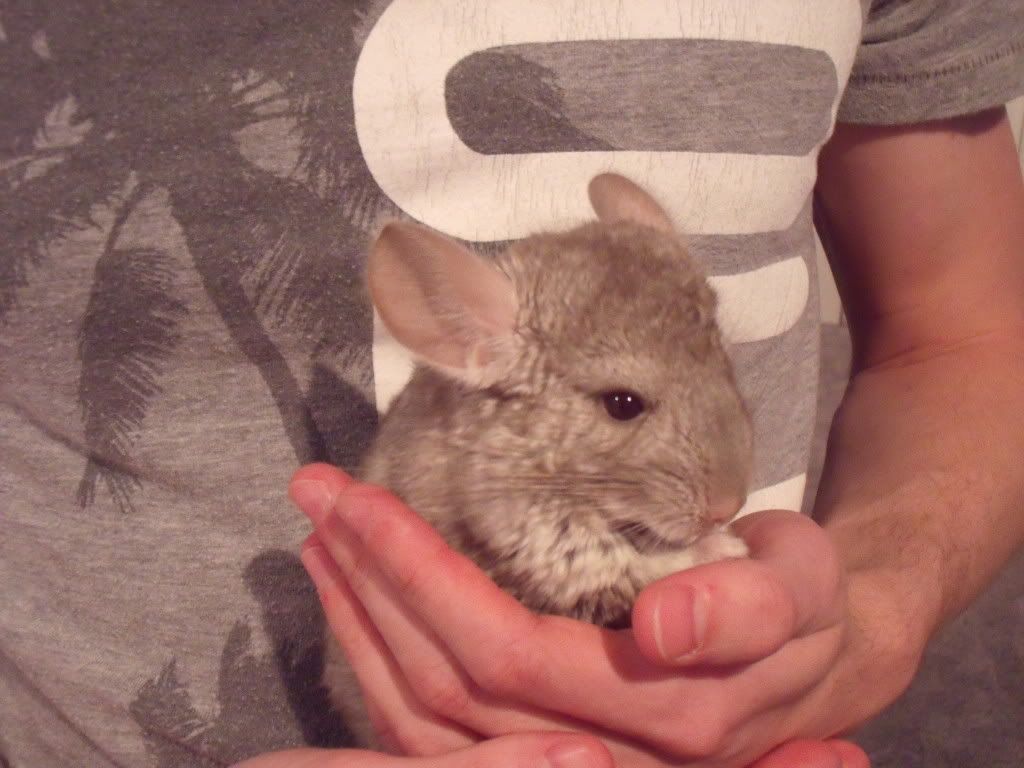 Chinchillas014.jpg