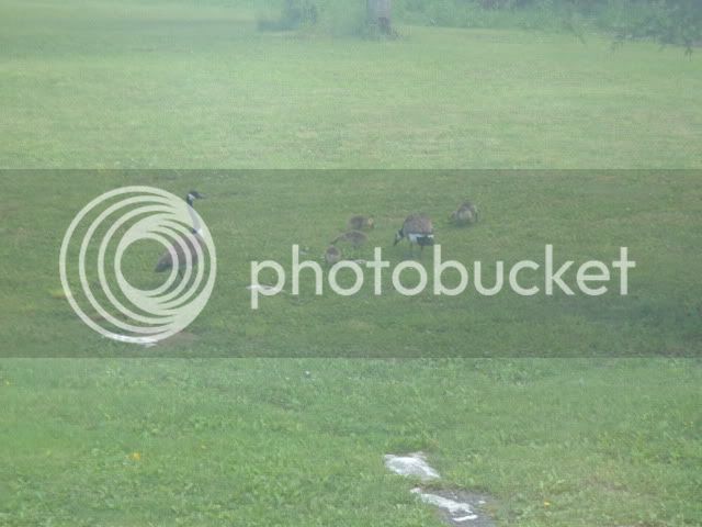 geese2012005.jpg