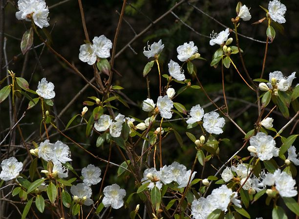 Rhododendronmucronulatumalbum2_web.jpg