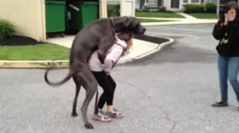 Image result for dog humping womans leg animated gif