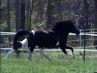 PT20and20Pixie20canter20right.jpg
