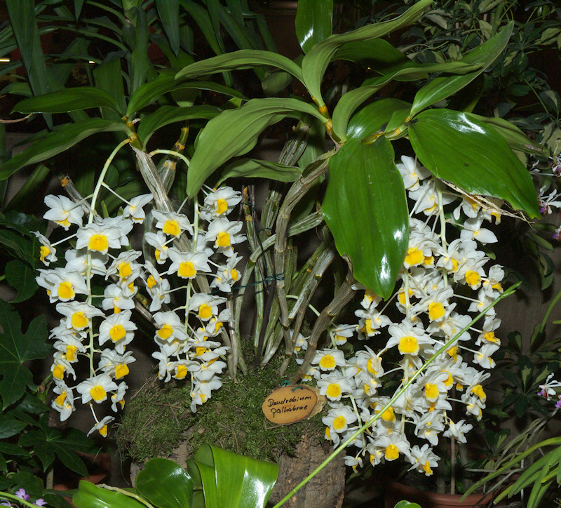 Dendrobium%20palpebrae.jpg
