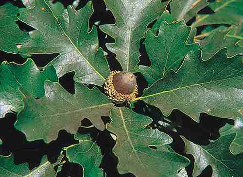 oak-Quercus_macrocarpa_USDA.jpg