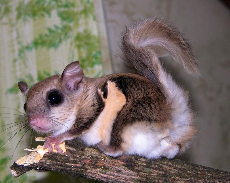 FlyingSquirrel1.jpg