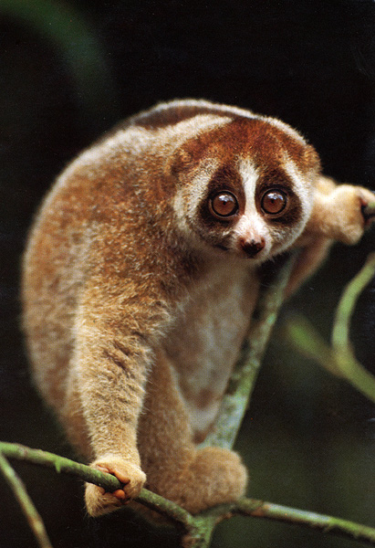 slowloris.jpg