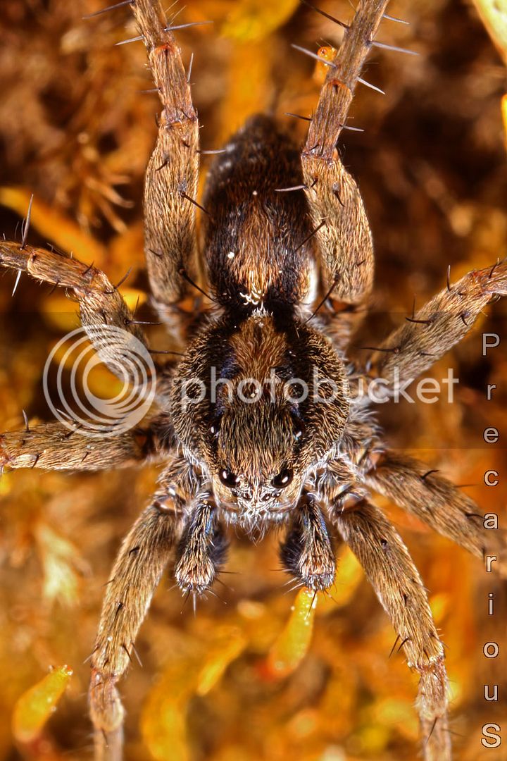 Spider_9677-sm.jpg