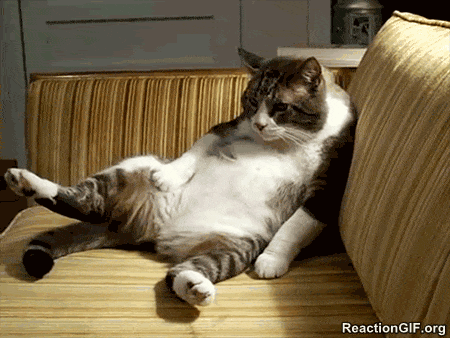 GIF-cat-couch-rest-sigh-sleepy-sofa-Thanksgiving-tired-GIF.gif