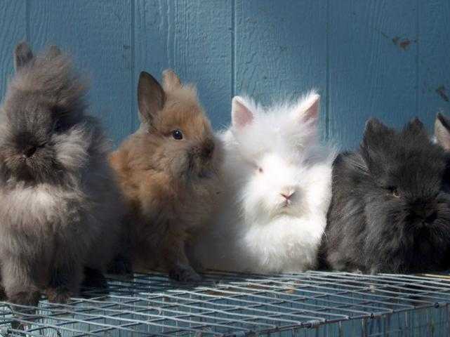 lionhead%20bunnies.jpg