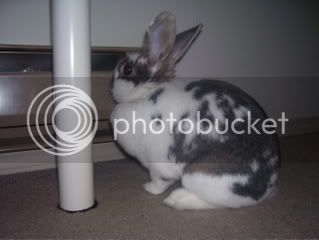 Bunnypictures-Leanne541.jpg