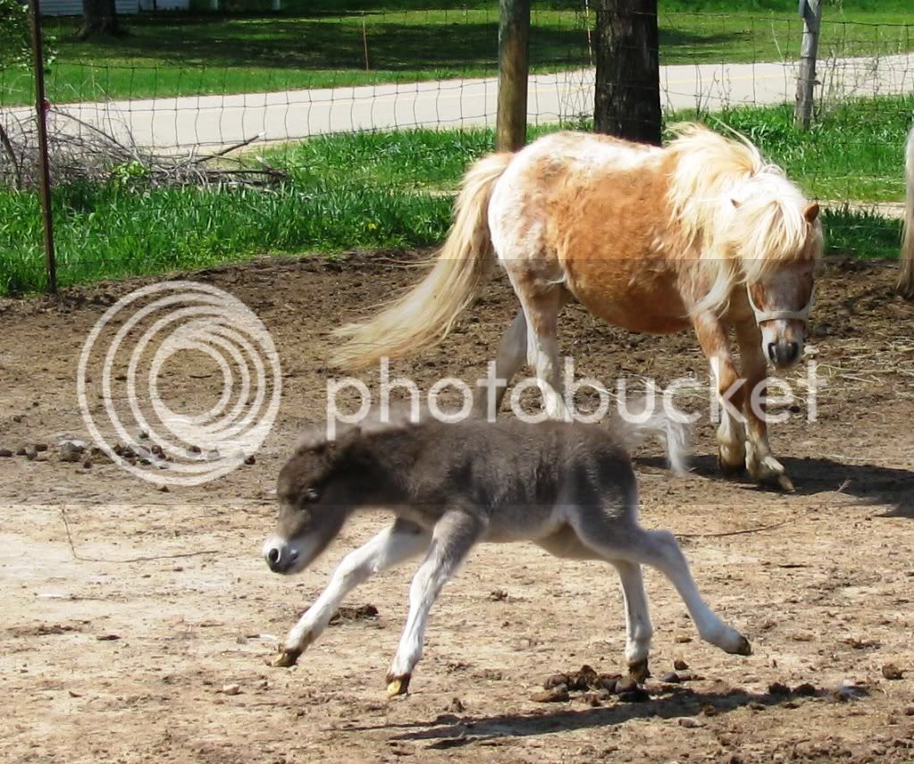 foals09-2054.jpg