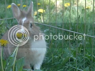 bunnies022.jpg