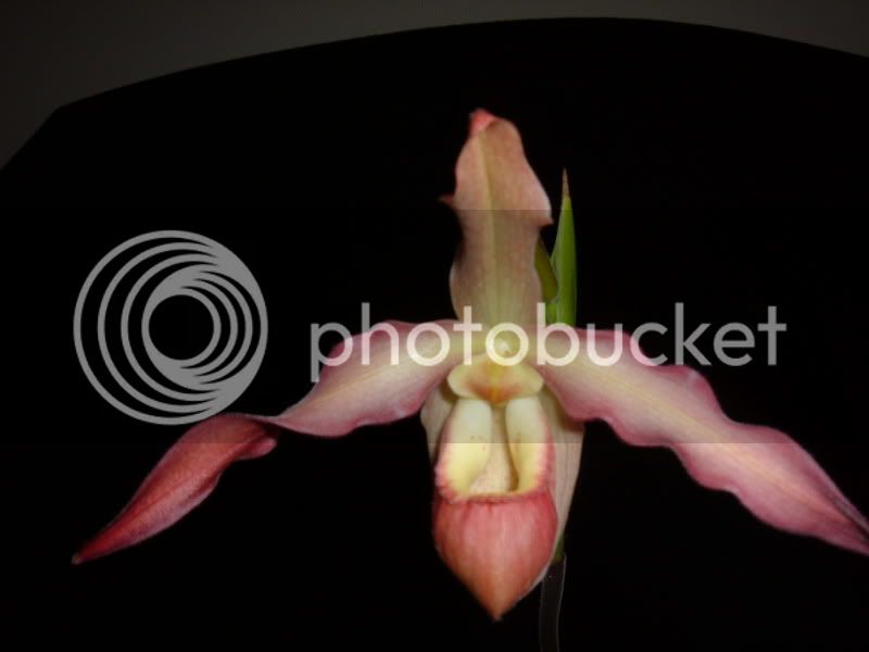 OrchidPictures2013-4.jpg