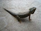 beardies%20001.jpg