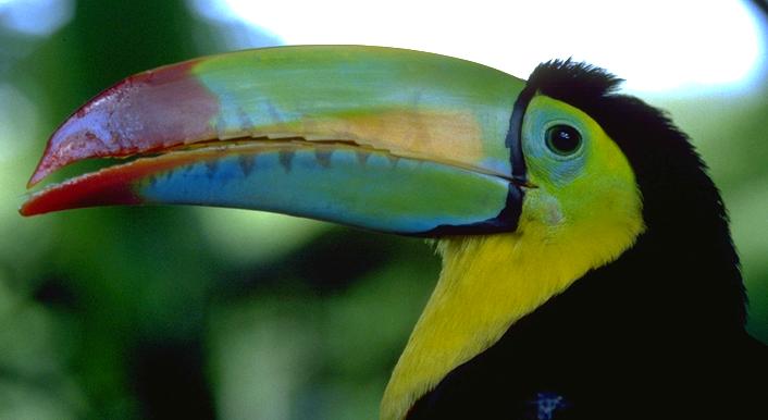 toucan.jpg