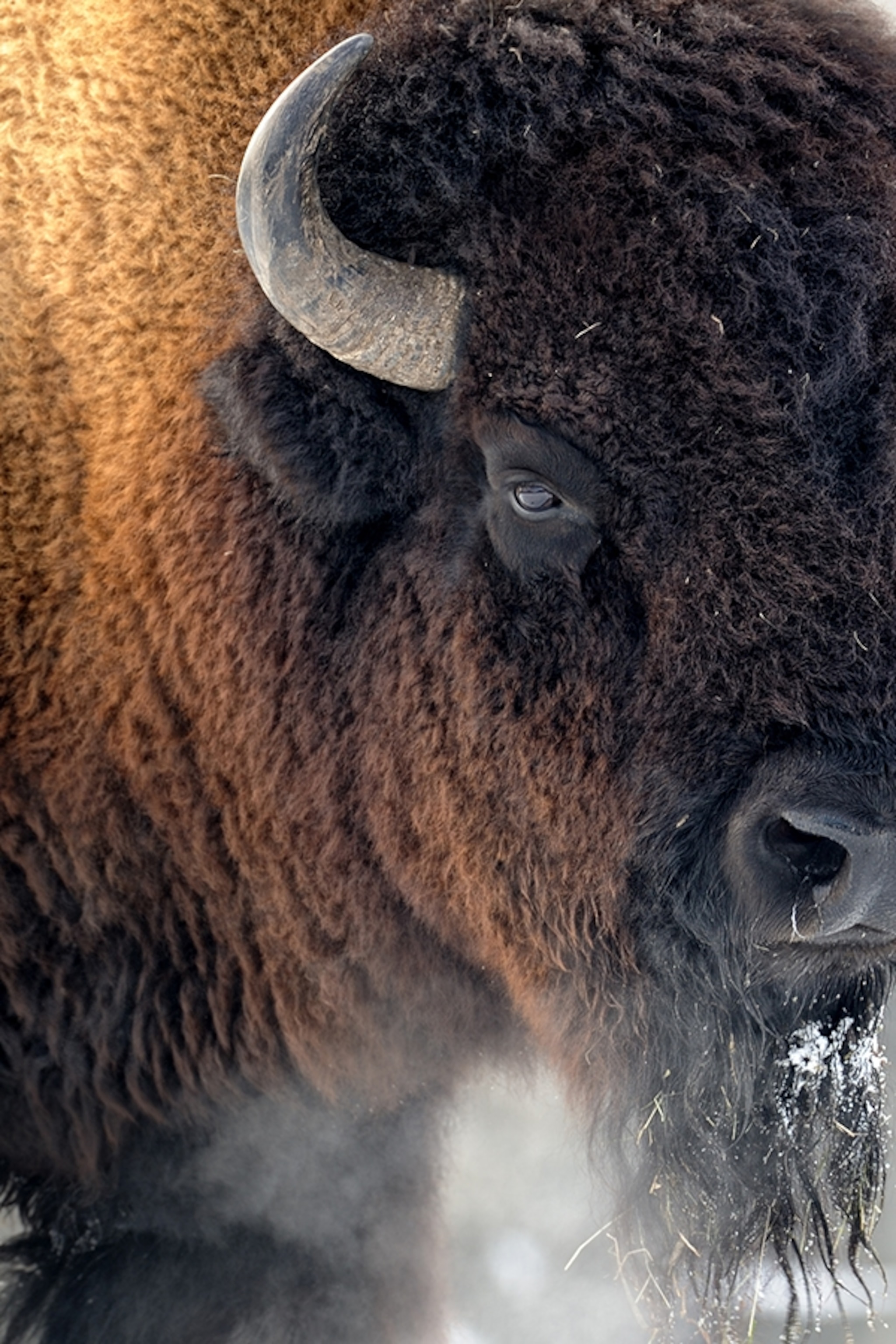 bison-closeup-head_2x3.jpg
