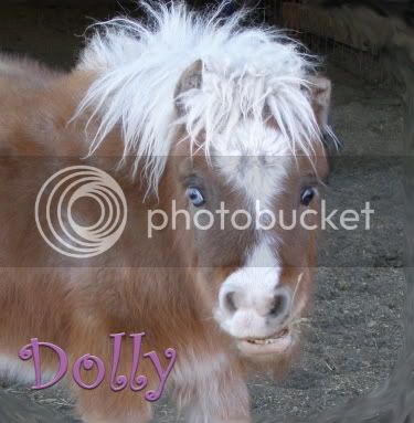 Dolly-name-web.jpg