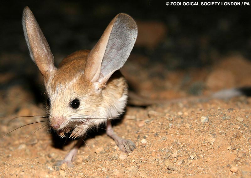 Jerboa5ZSLPA_800x566.jpg