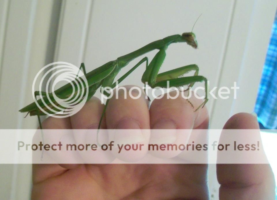 Mantis1.jpg