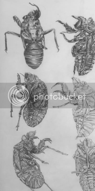cicadadetail.jpg