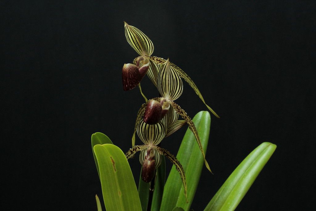 Paph%20Lady%20Rothschild1_zps3pe6zm34.jpg