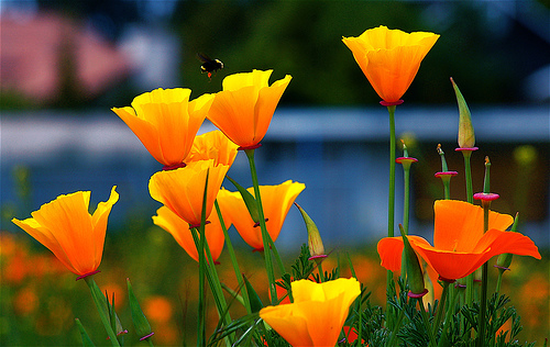 How-to-Grow-California-Poppy.jpg