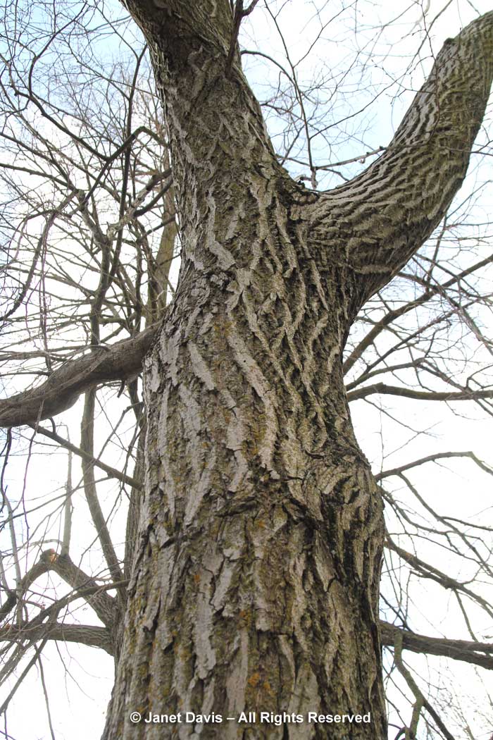Juglans-cinerea-Butternut-bark-trunk-winter.jpg