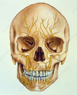 P3200030-Artwork_of_the_human_skull_showing_facial_nerves-SPL.jpg