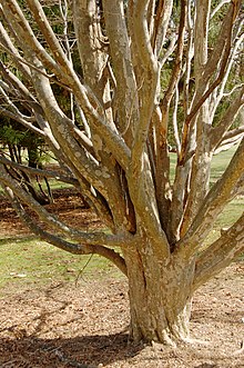 220px-Persian_Ironwood_Parrotia_persica_Branches_2000px.jpg