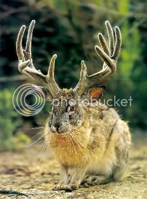 jackalope.jpg