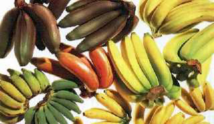 banana+varieties.jpg
