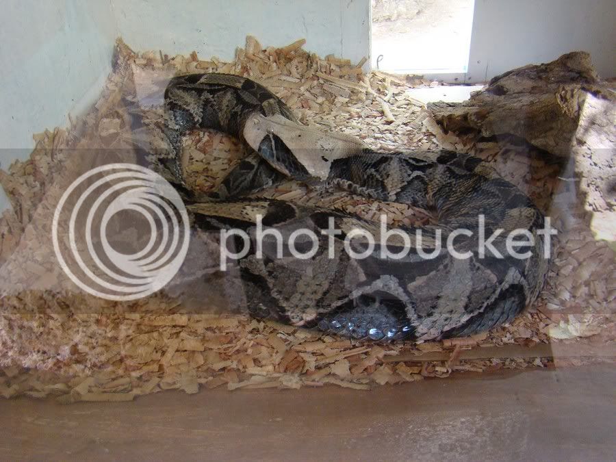 SnakePark30.jpg