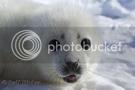 baby_seal_T3542.jpg