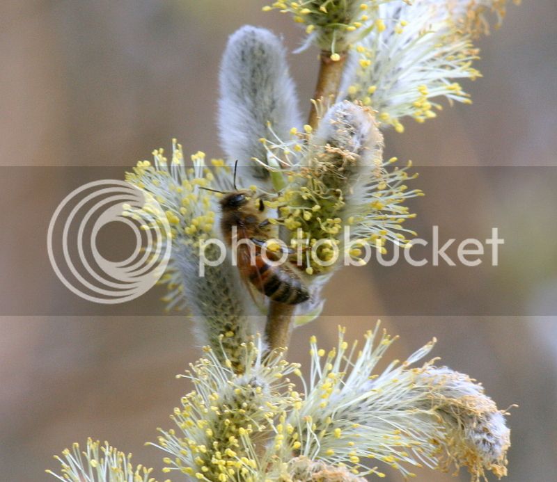 bees%20on%20willow%20005_zpscpah83hq.jpg