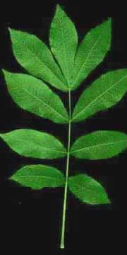 bitternut-leaf-virginiatech.jpg