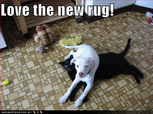 funny-dog-pictures-new-black-cat-rug.jpg