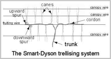 Smart-Dyson-trellis-explained.gif