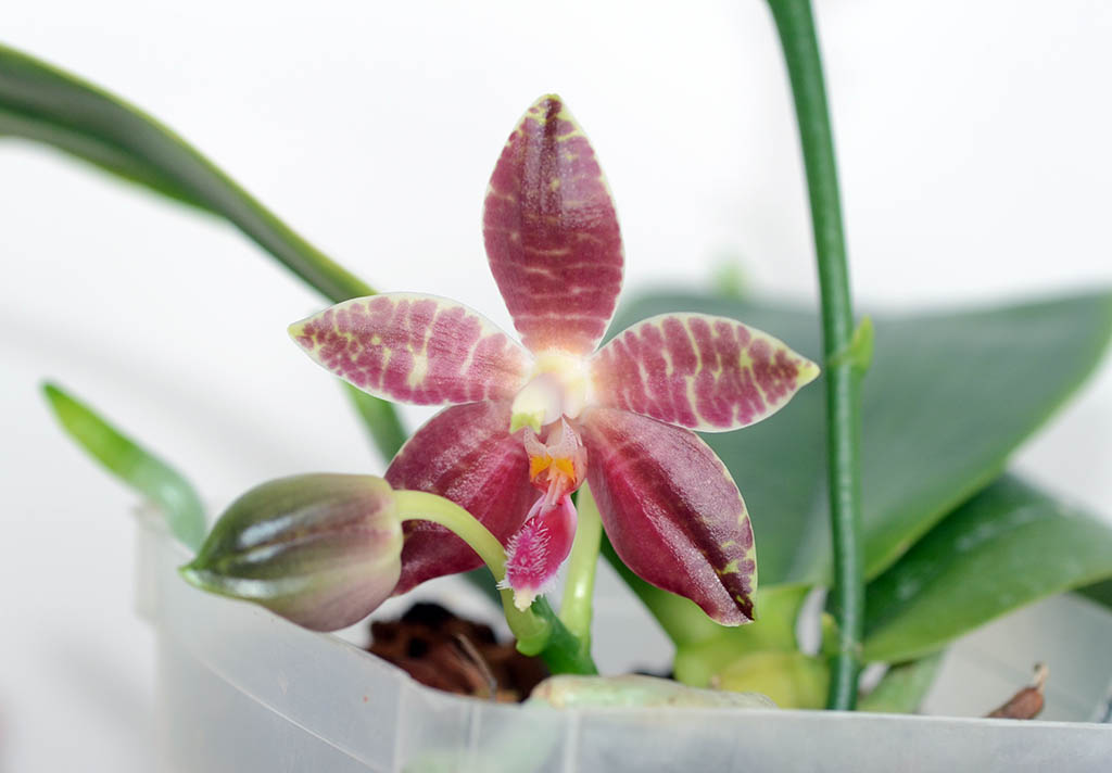 phal_amboxcorning.jpg