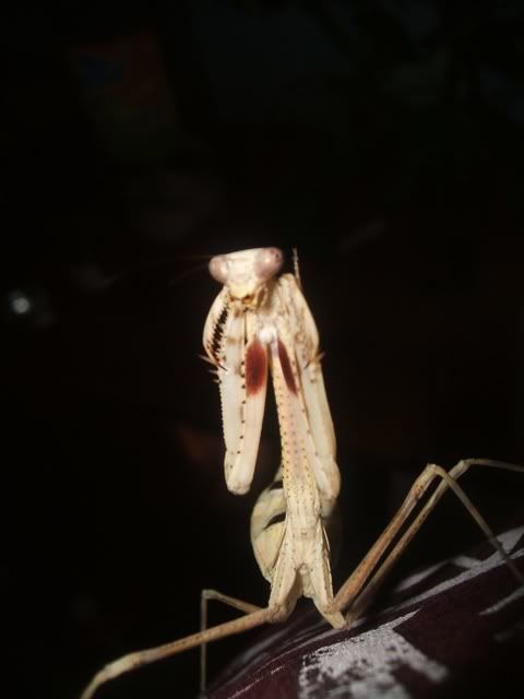 mantisclearout099.jpg