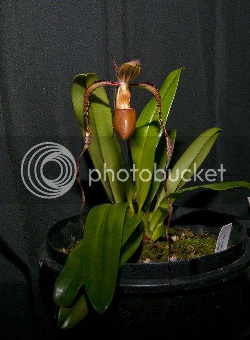 Paph_sanderianum_500_zpsae8c392c.jpg