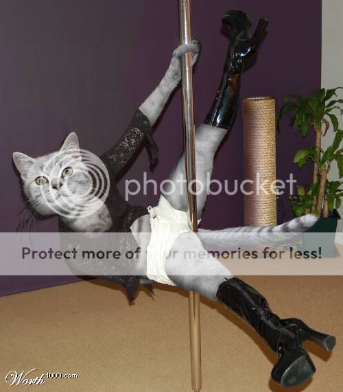 poledancingcat.jpg