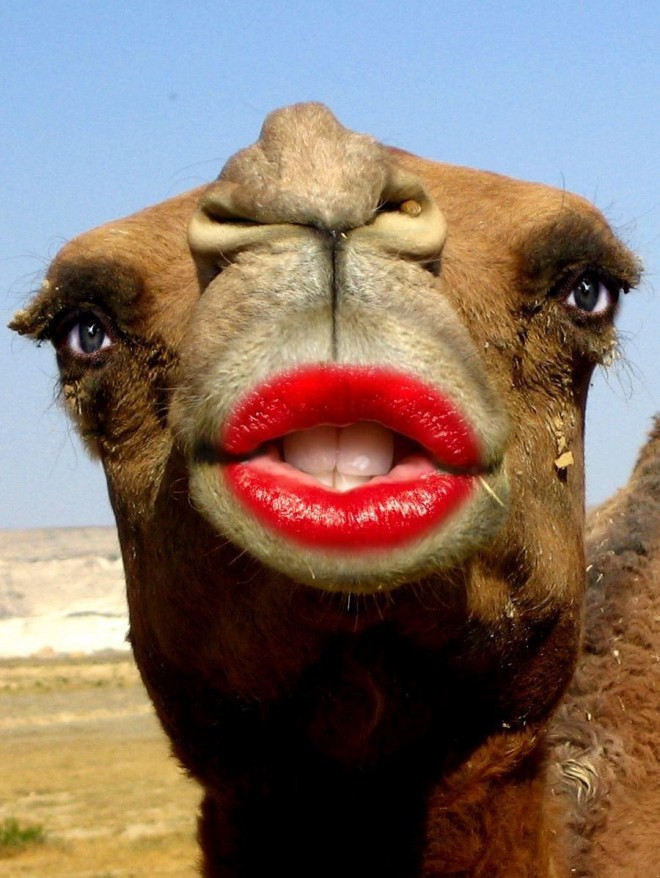 funny%20camel.preview.jpg