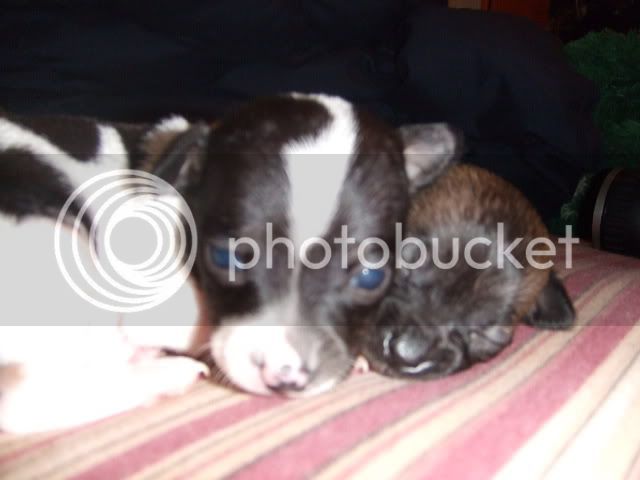 2007_1028puppies0007.jpg