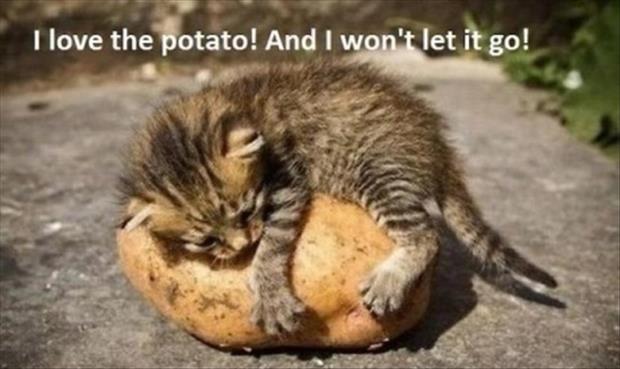 cute-kitten-loves-his-potato.jpg