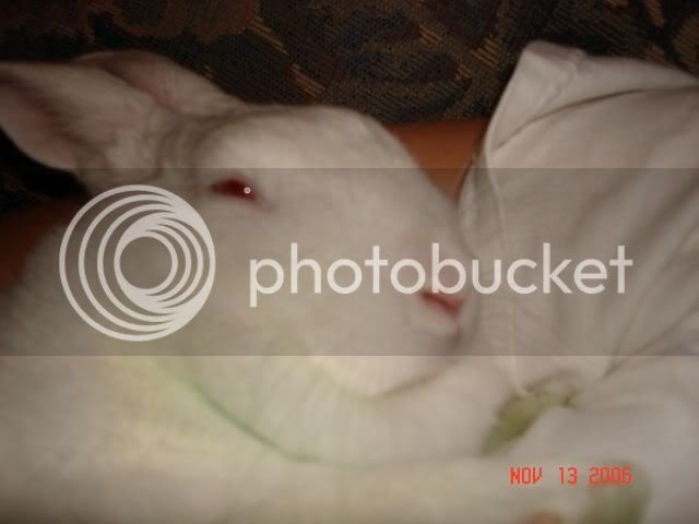 rabbit008.jpg