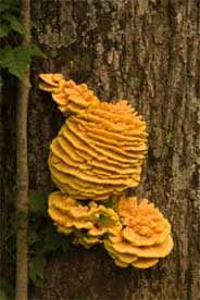 chicken-of-the-woods-fungus.jpg