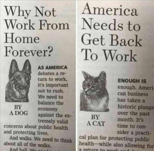 editorial-why-not-work-from-home-get-back-to-work-by-dog-by-cat.jpg