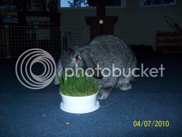 CatGrass033.jpg