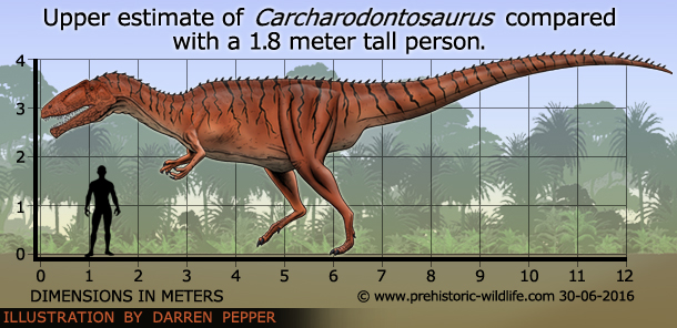 carcharodontosaurus-size.jpg