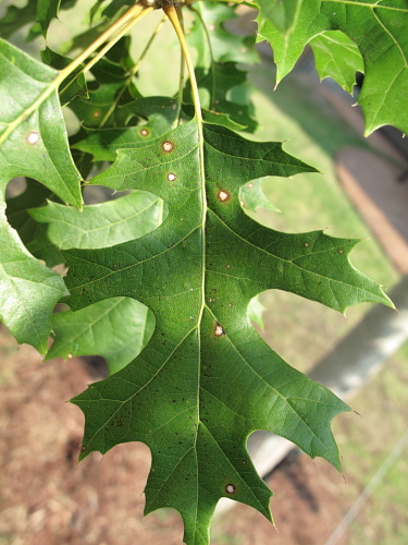 Red_Oak_500x375_02.JPG