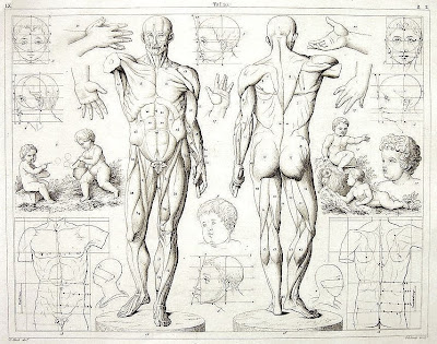 human-anatomy-for-artists.jpg